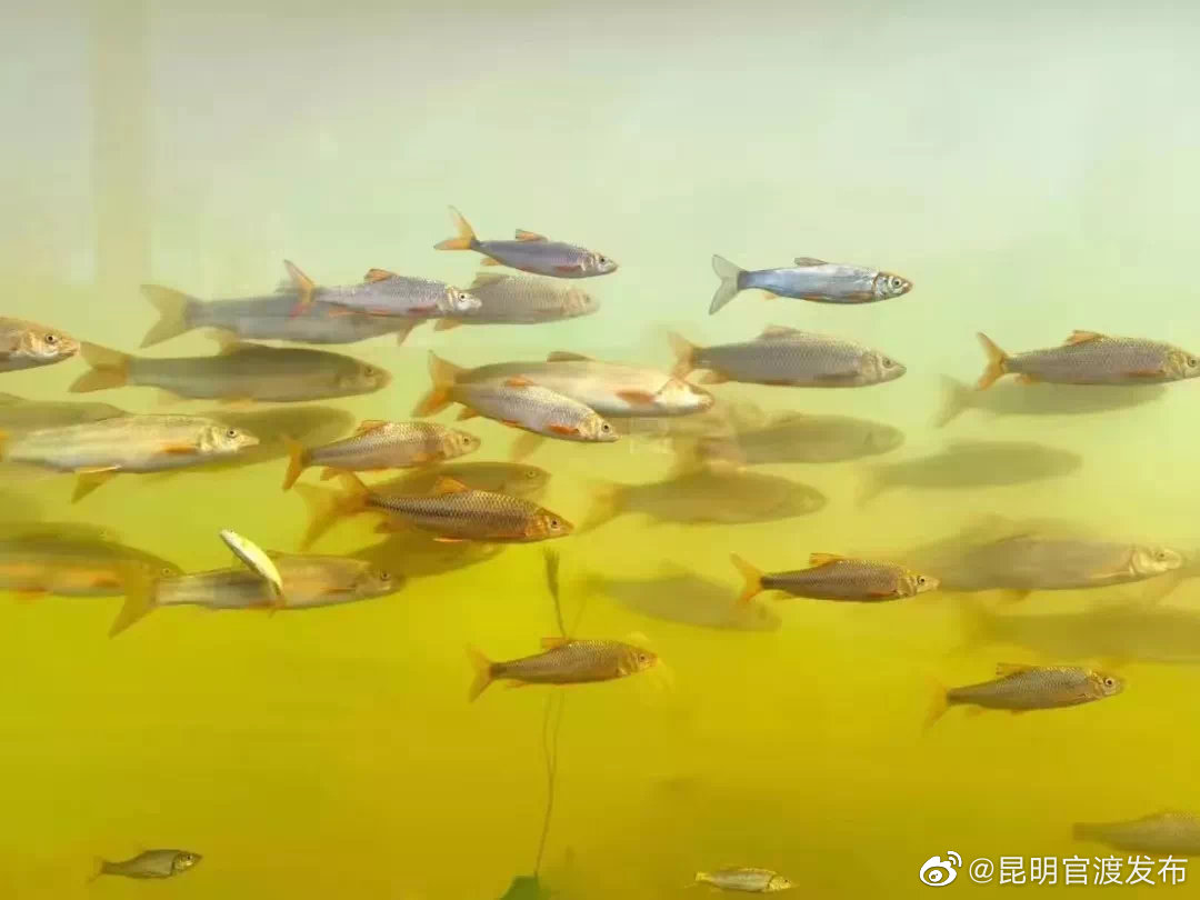 “昆明官渡发布”微博