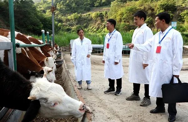 清风楚雄