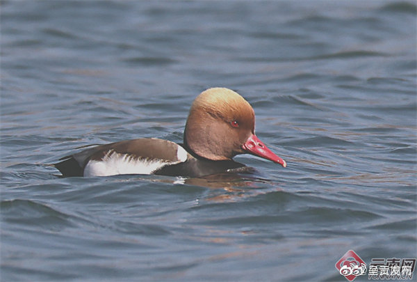 云南大山包保护区首次记录到赤嘴潜鸭