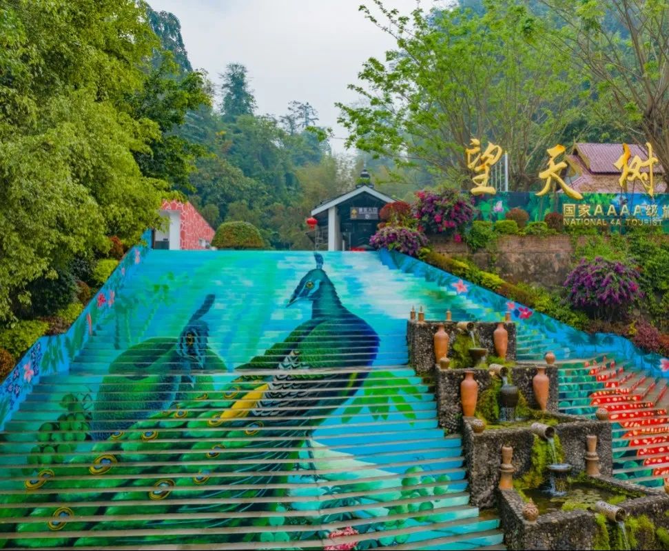 西双版纳望天树景区