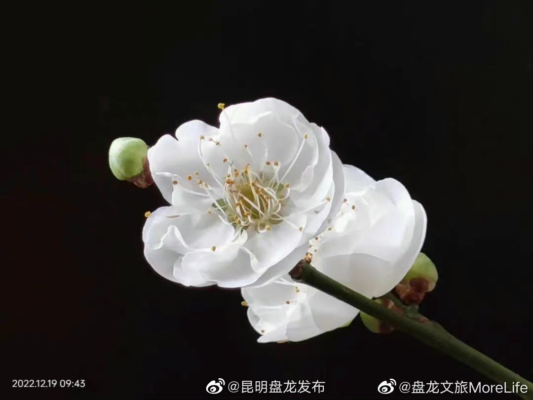 昆明盘龙发布