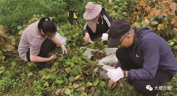 大理日报