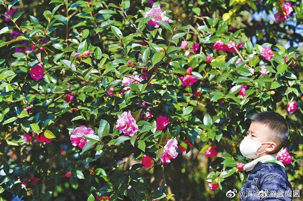 昆明植物园山茶花竞相绽放