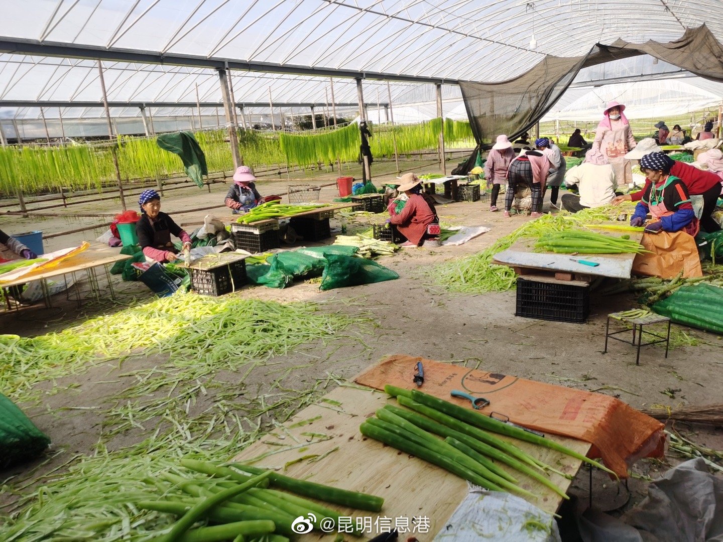 昆明信息港（微博）