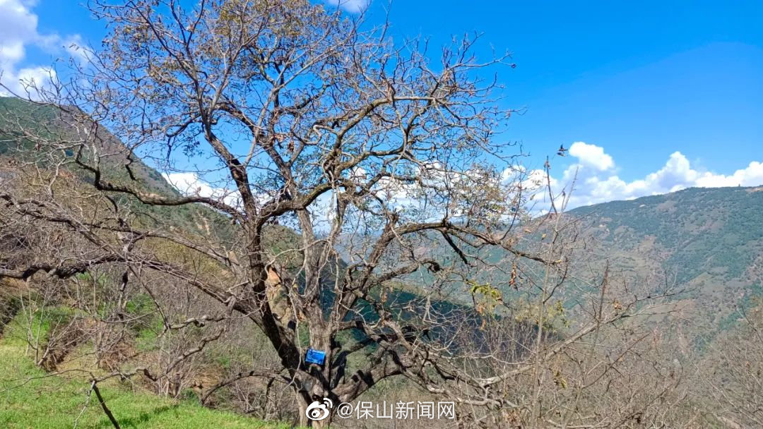 瓦渡乡垭口村：特色种植迈出兴业富民新步伐