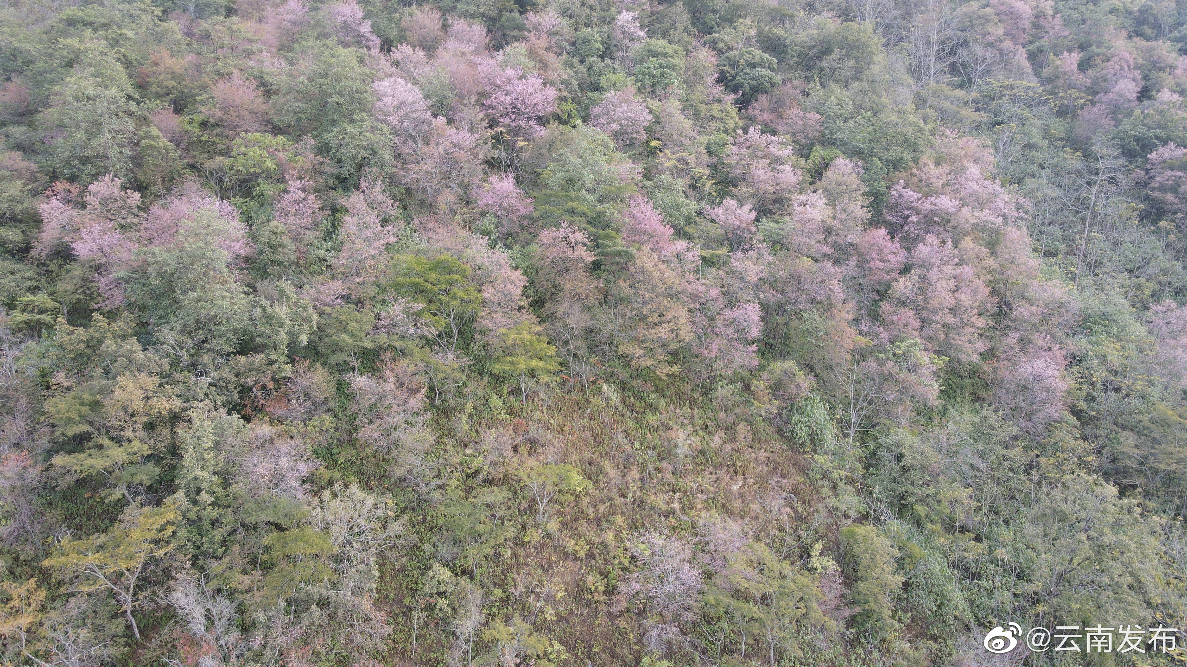 “云南发布”微博