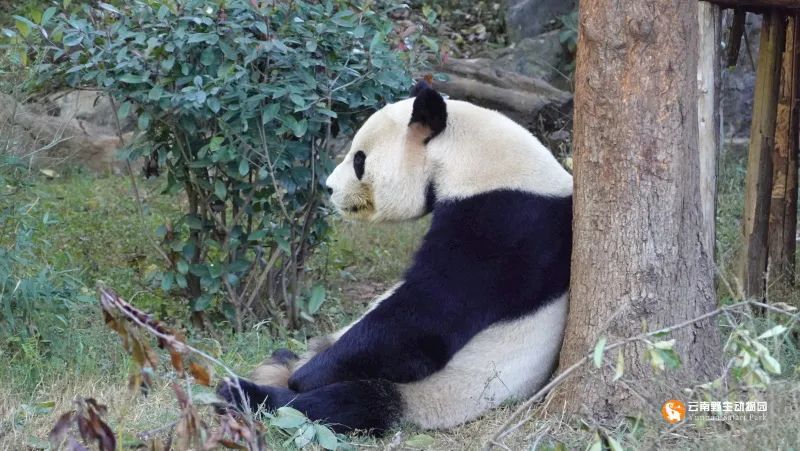 云南野生动物园