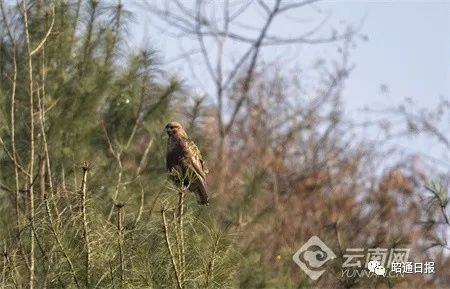 昭通日报