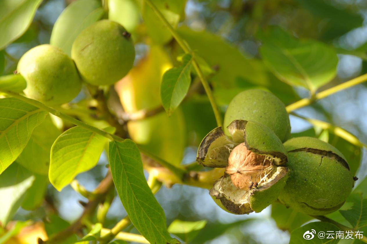云南核桃油产能突破10万吨