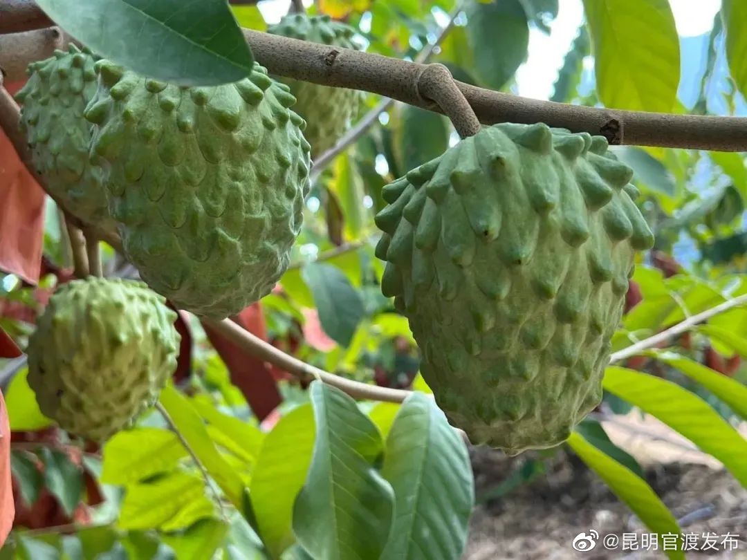 “昆明官渡发布”微博