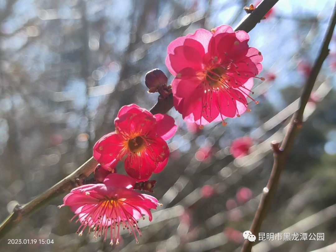 昆明市黑龙潭公园
