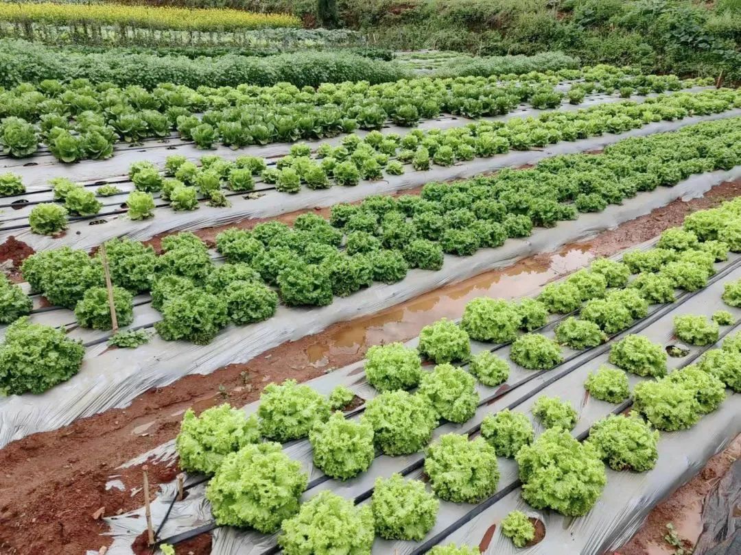 昆明阳宗海风景名胜区