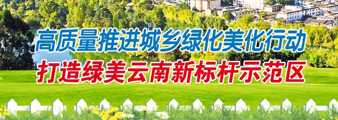 丽江日报