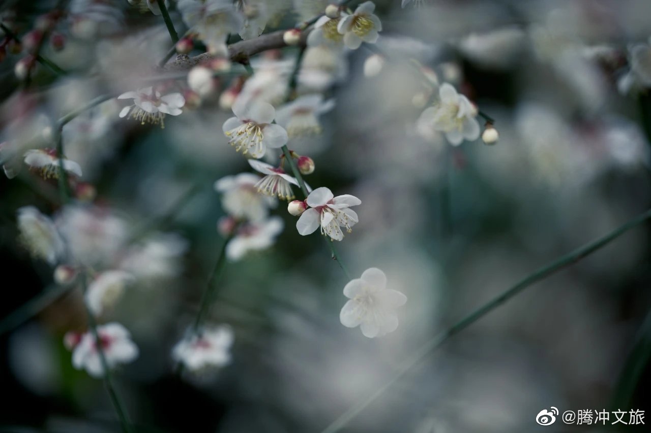 腾冲文旅微博