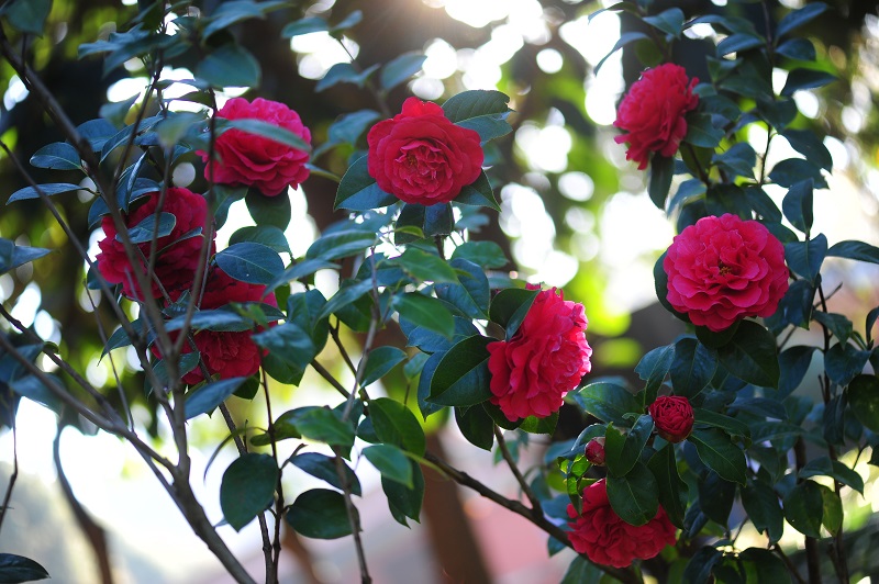 新华网云南频道