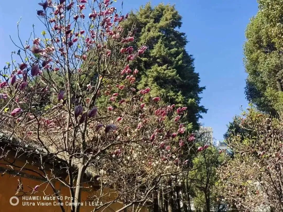昆明市昙华寺公园