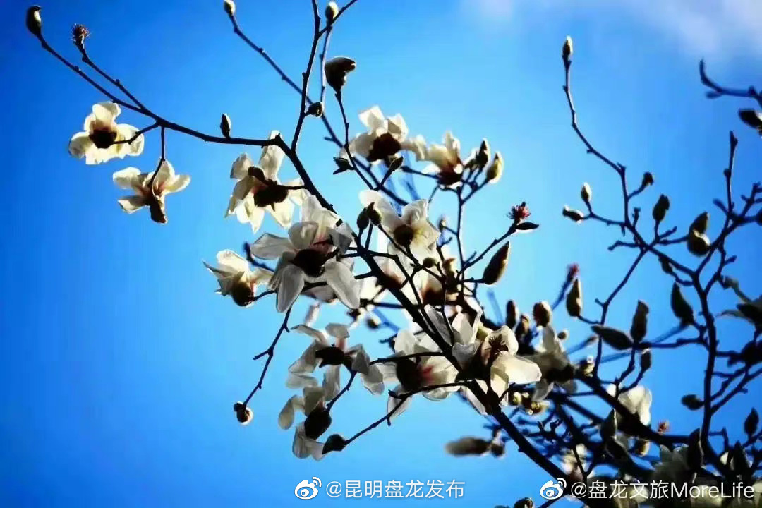 昆明盘龙发布