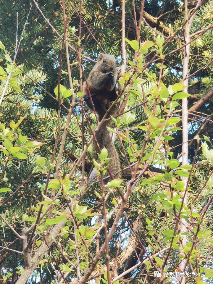 昆明市黑龙潭公园