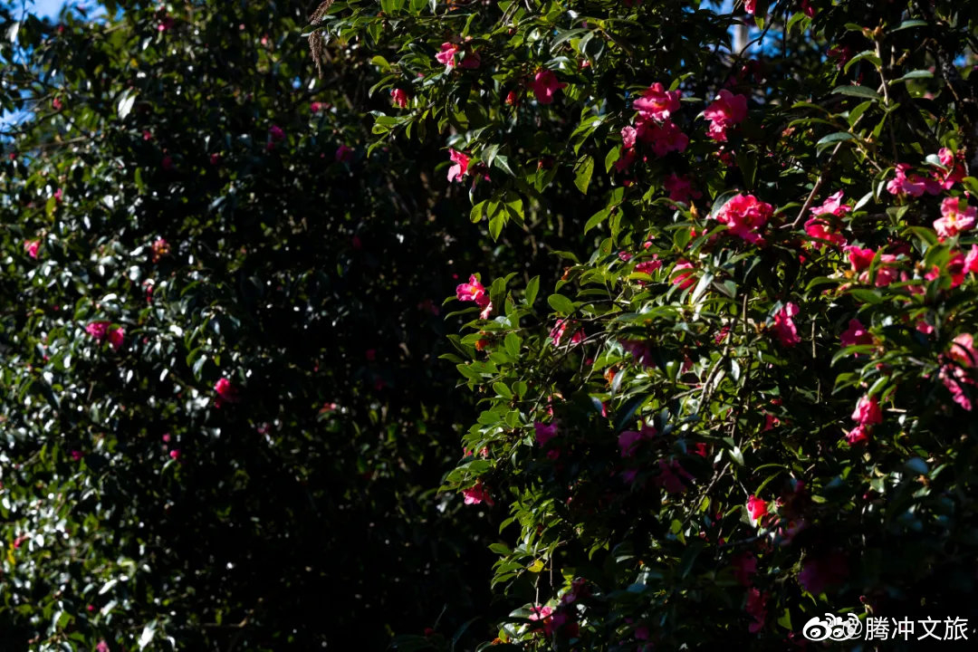 腾冲文旅微博
