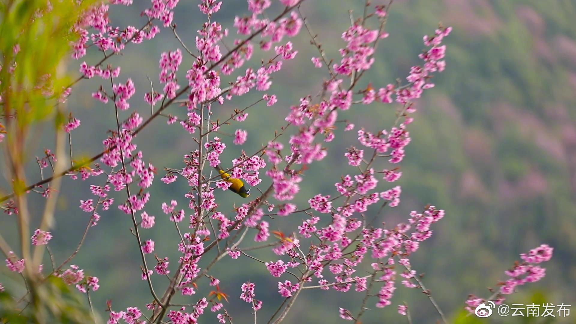 “云南发布”微博