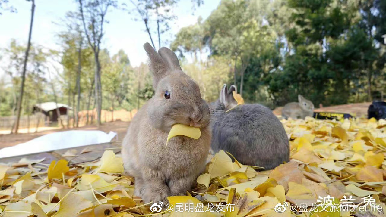 昆明盘龙发布