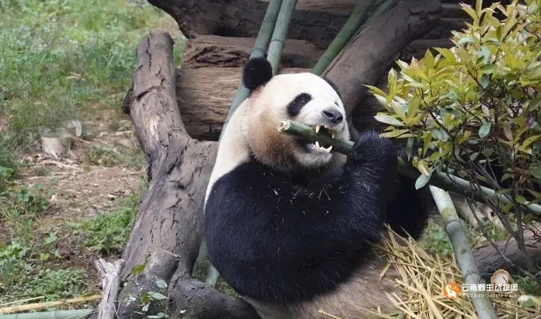 云南野生动物园
