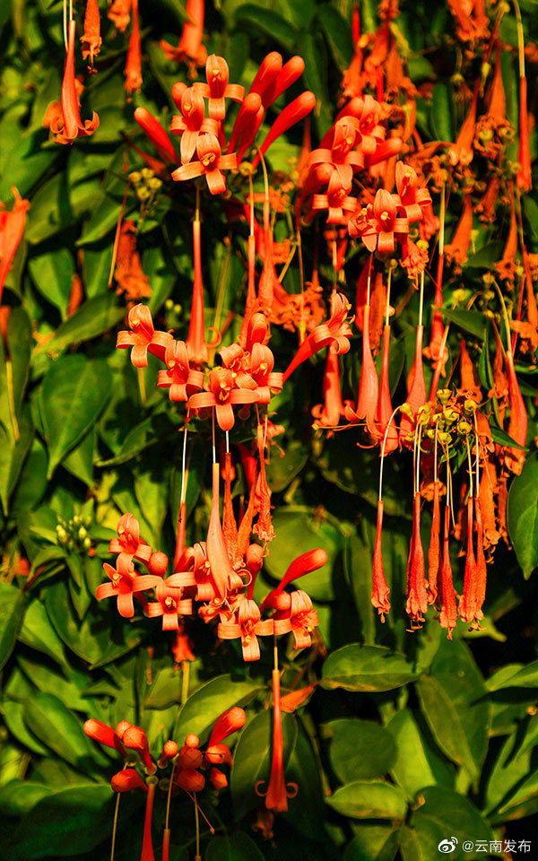 “云南发布”微博