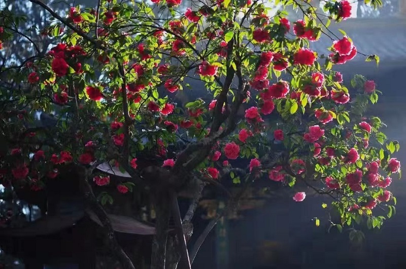 新华网云南频道