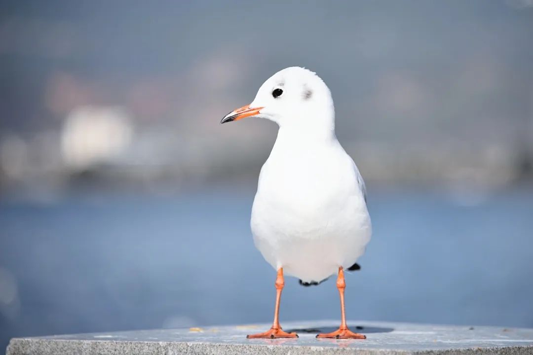 昆明交警
