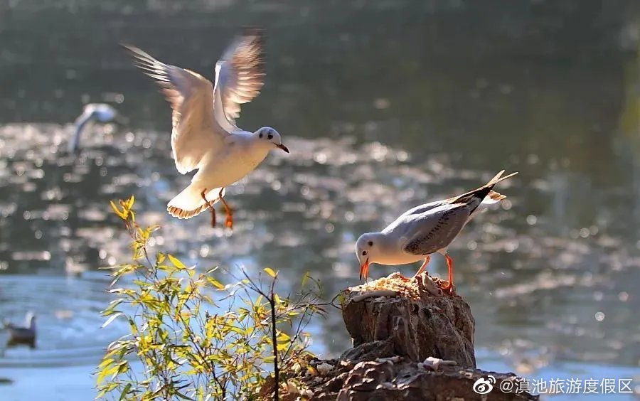 滇池旅游度假区