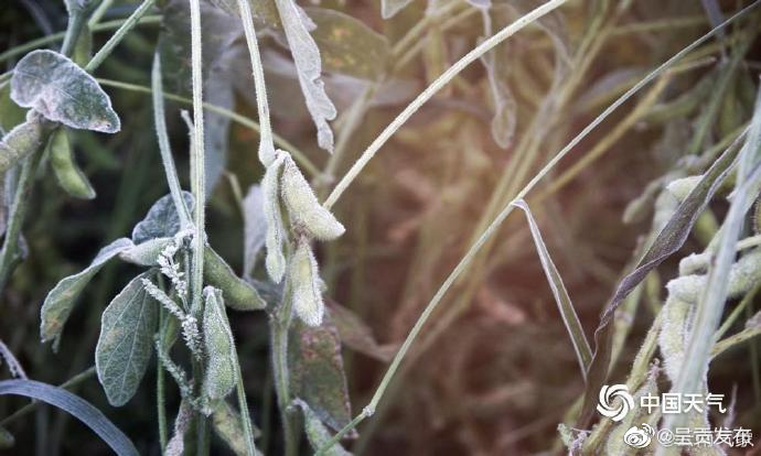 冷空气来袭，农作物注意防范低温灾害