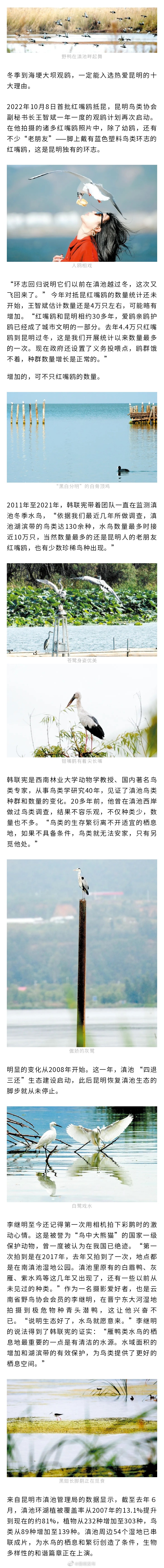 鸥飞鹭戏 群鸟翩跹！生物多样性和谐篇章正在滇池上演