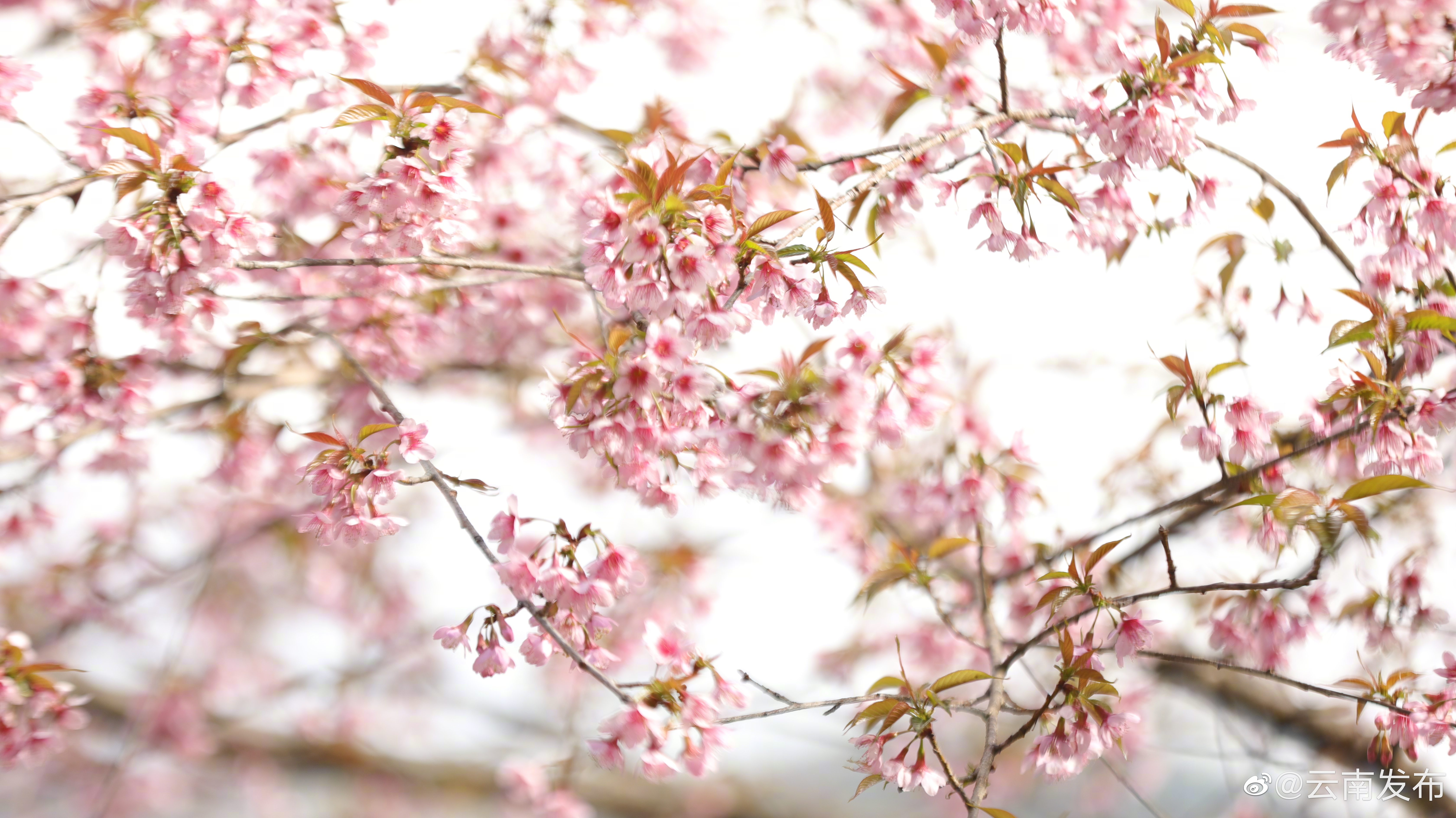 “云南发布”微博