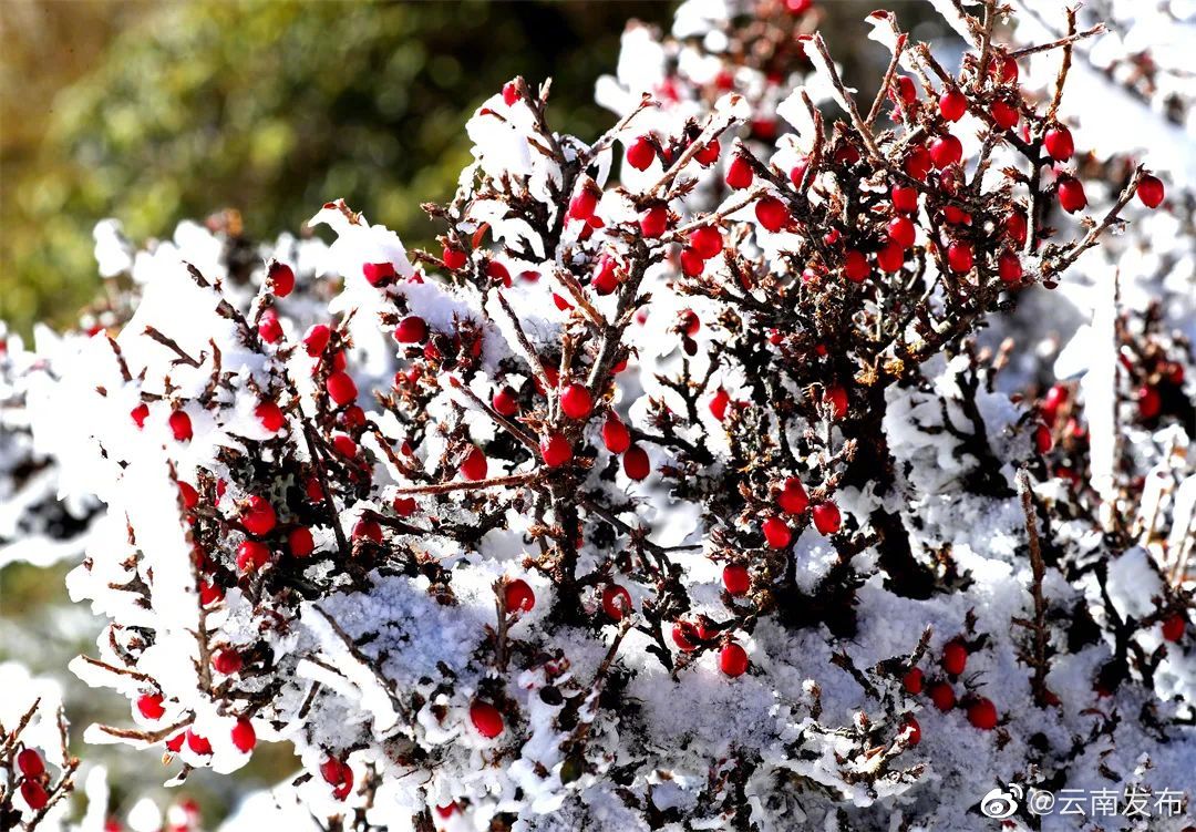 “云南发布”微博