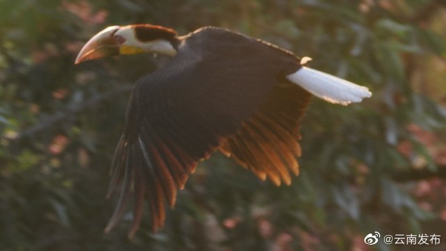 国保动物花冠皱盔犀鸟首现隆阳区百花岭