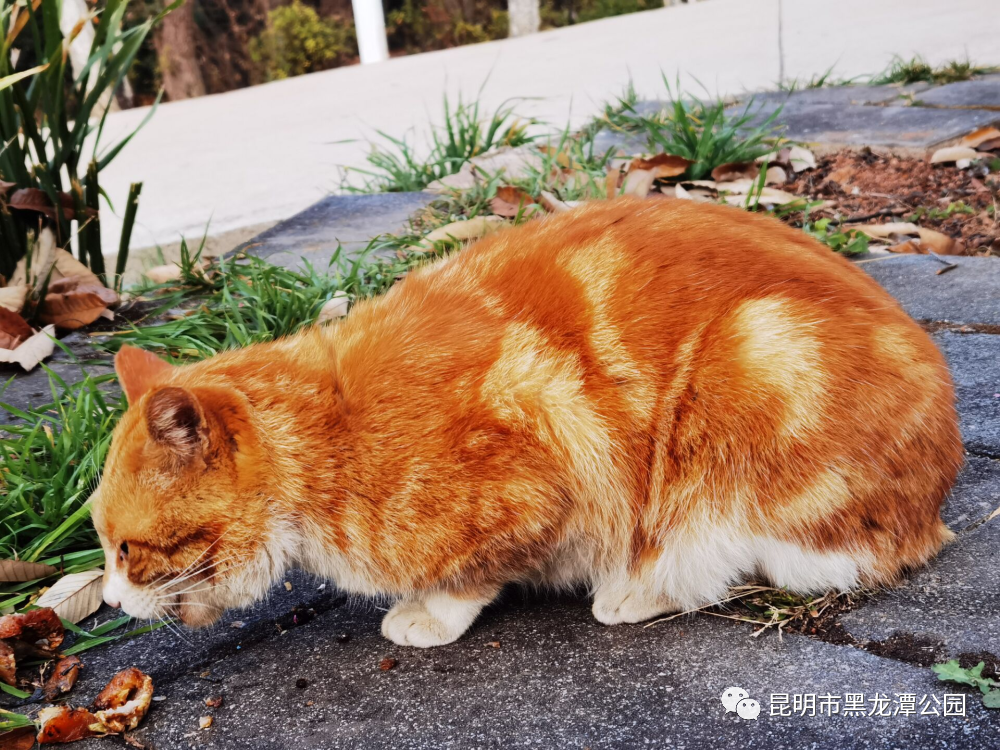 昆明市黑龙潭公园