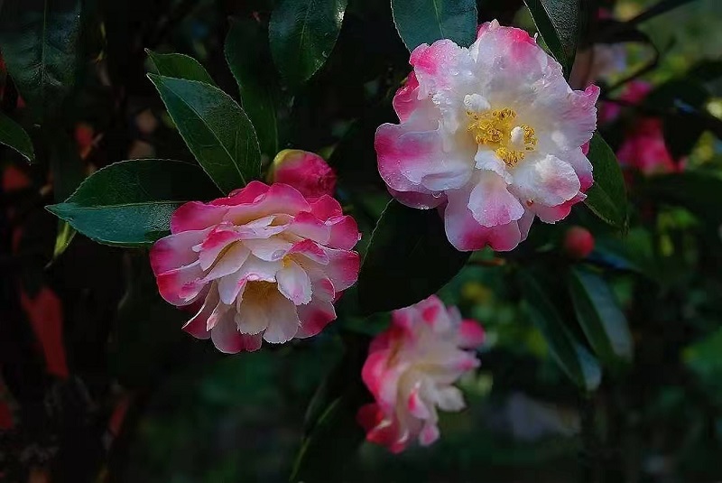 新华网云南频道