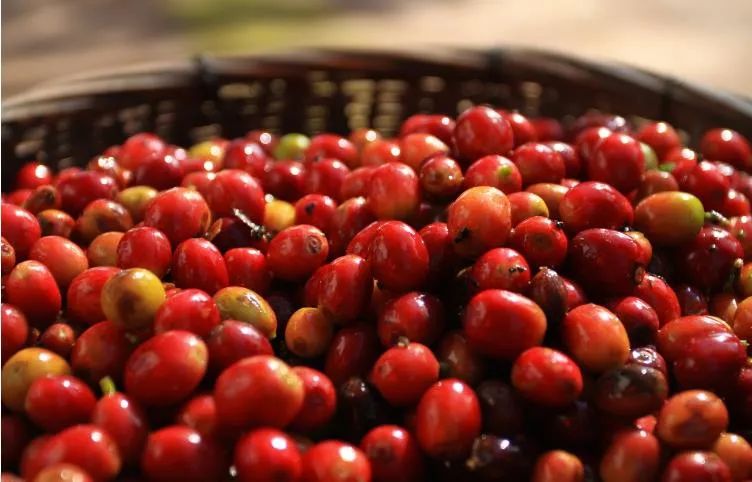 云南省人民政府网