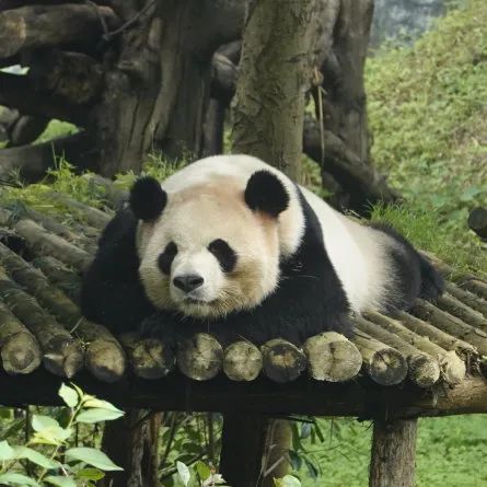 云南野生动物园