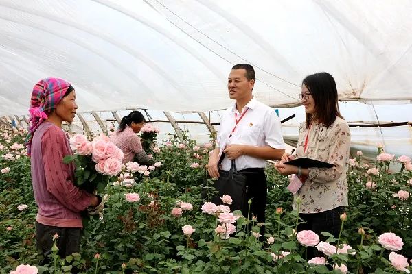 清风楚雄