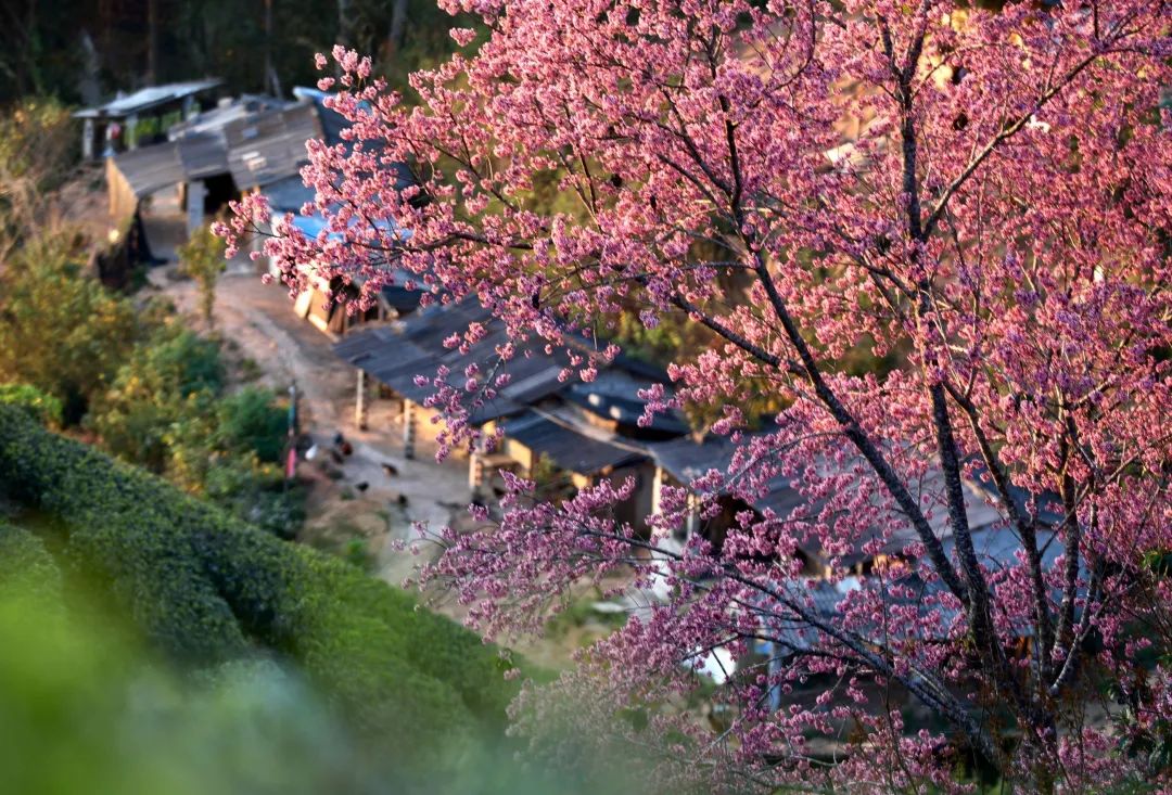 普洱日报