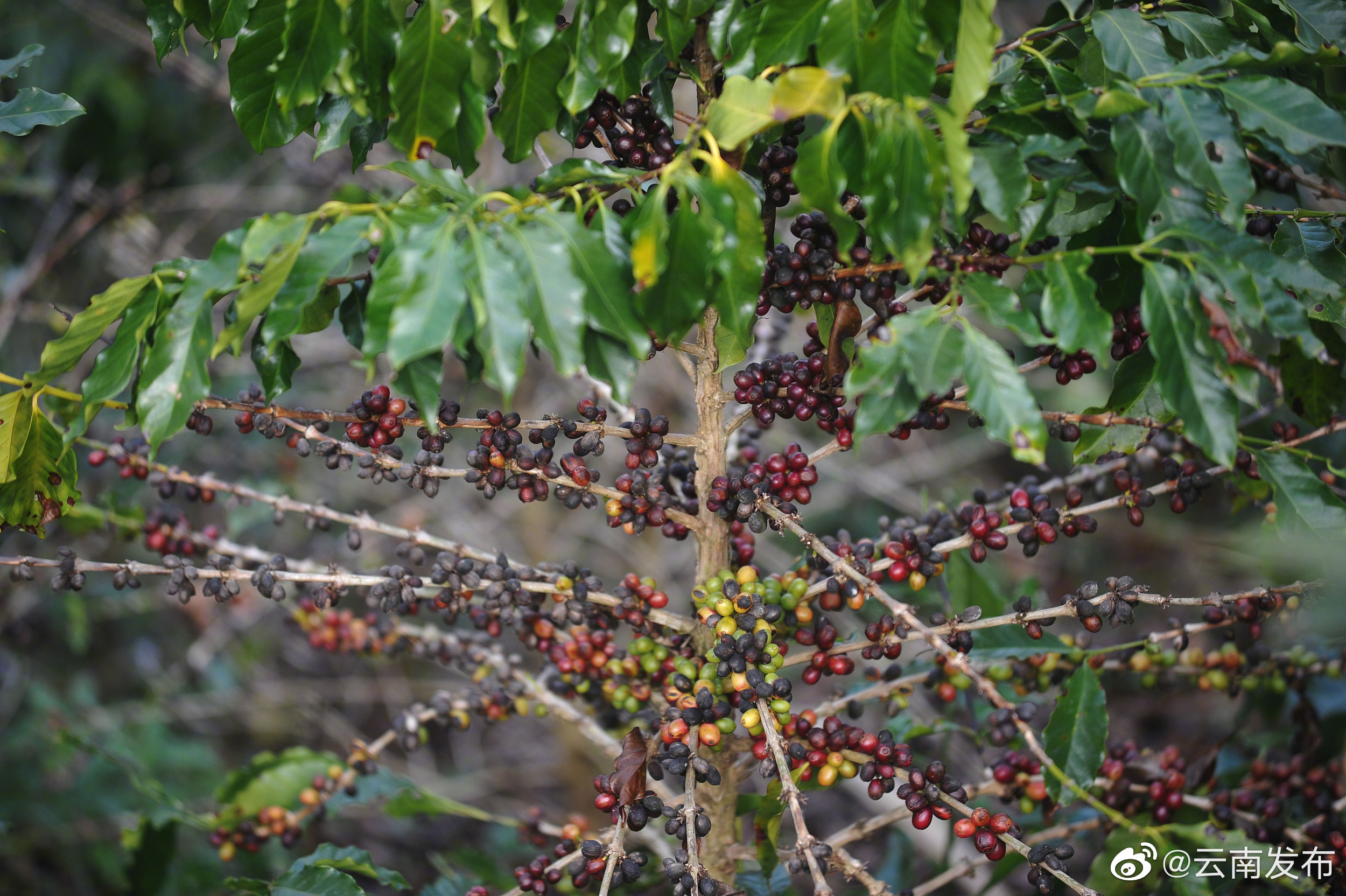普洱咖啡获得国家标准及其英文版立项