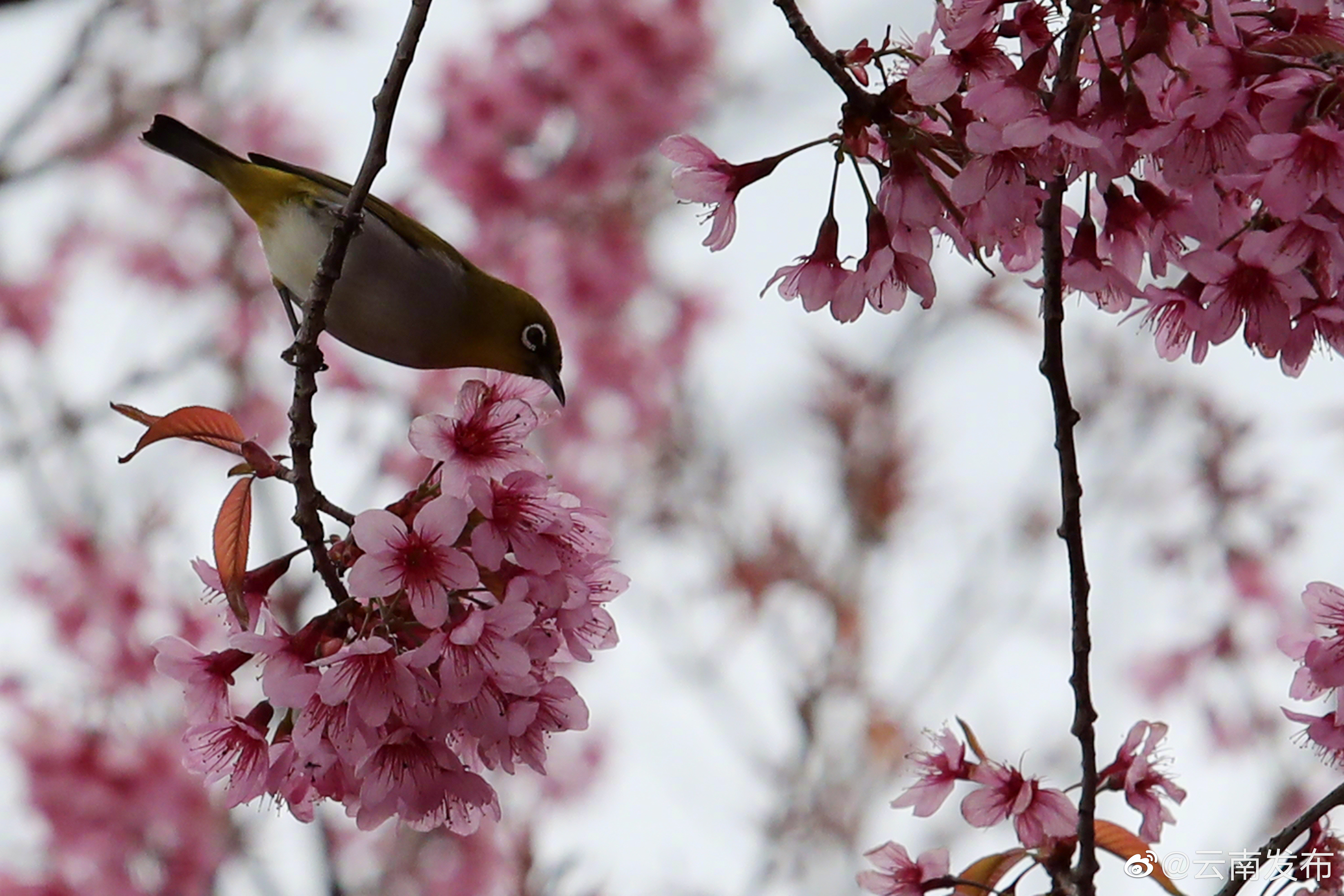 “云南发布”微博