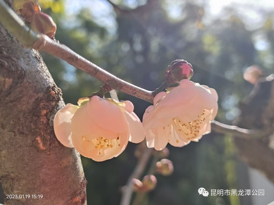 昆明市黑龙潭公园