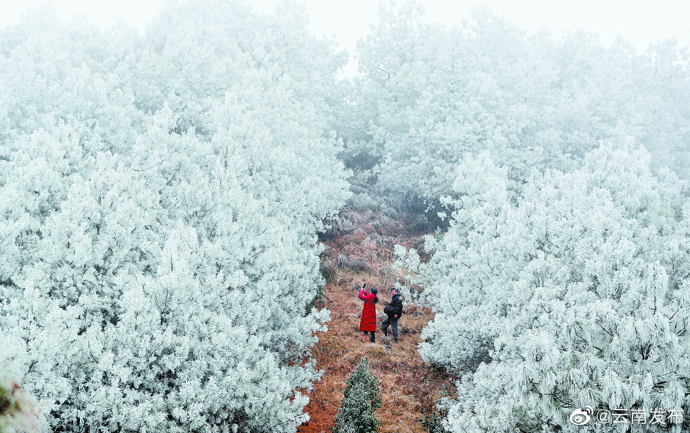 云南昆明雾凇奇观美如画