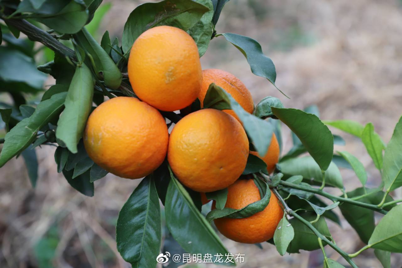 昆明盘龙发布