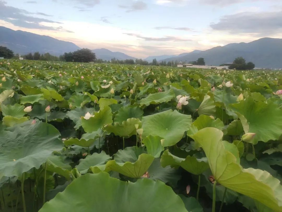 丽江日报