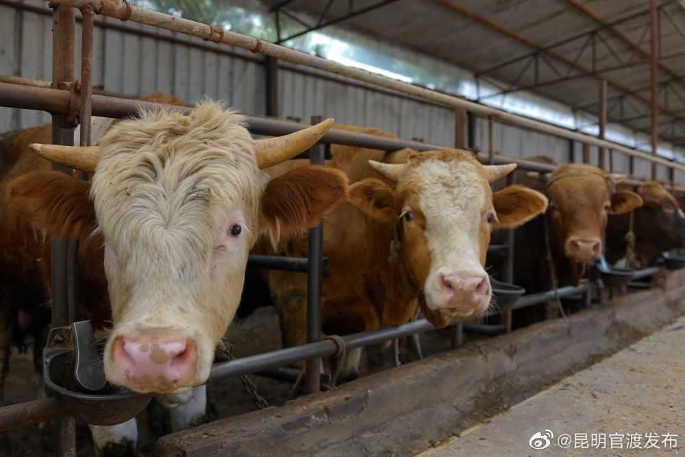 “昆明官渡发布”微博