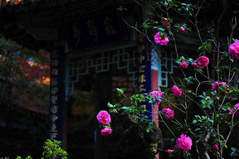 新华网云南频道