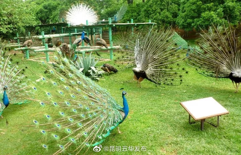 昆明五华发布